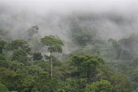 The Amazon Rainforest South America Travel And Tourism