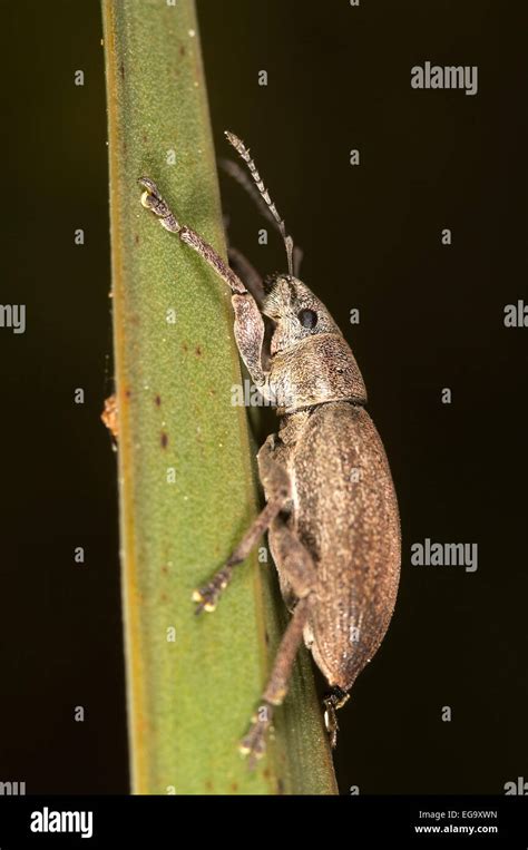 Snout Beetle Phyllobius Argentatus On A Little Branch Stock Photo