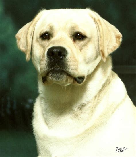 Husky puppies for sale via lancaster puppies. Chocolate Labs, Yellow Labs, Black Lab Puppies for sale in ...
