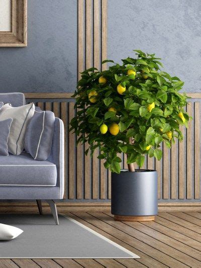 How To Grow A Lemon Tree Indoor Plant Guide Lemon Tree Indoor Tree