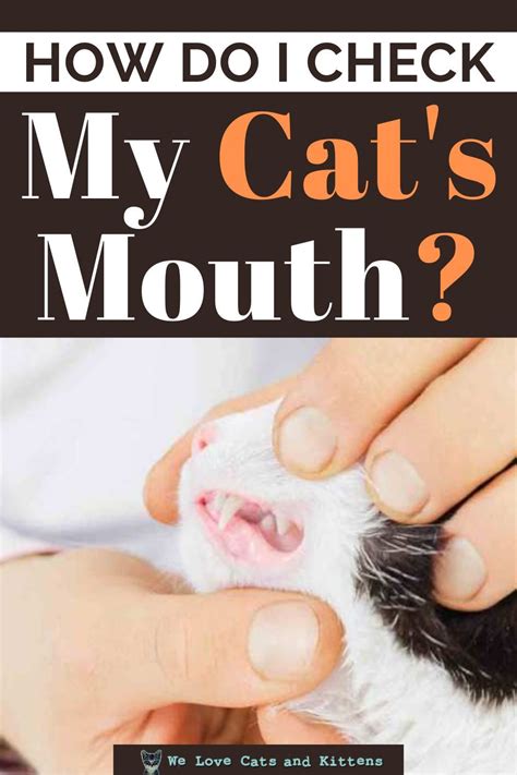 10 Best Cat Dental Treats In 2021 Cat Health Care Cat Care Tips