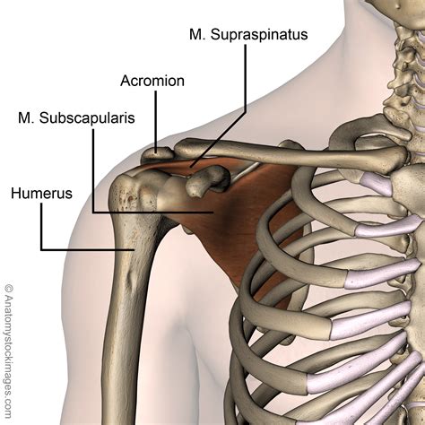 Shoulder Musculus Subscapularis Supraspinatus Muscle Acromion Humerus