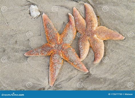 Two Common Starfish Stock Photo Image Of Beach Nature 172677730