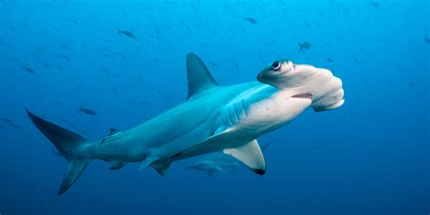 Marine Life Fabulous Facts About Galapagos Sharks