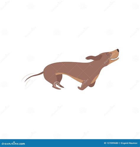 Purebred Brown Dachshund Dog Running Vector Illustration On A White