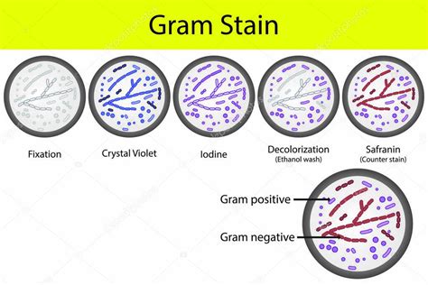 Diagram Showing Gram Staining Microbiology Lab Technique Steps