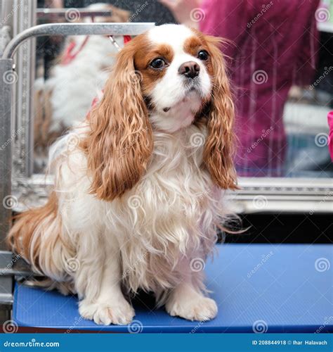 The Cavalier King Charles Spaniel Hairy Sits in Front of a Haircut in
