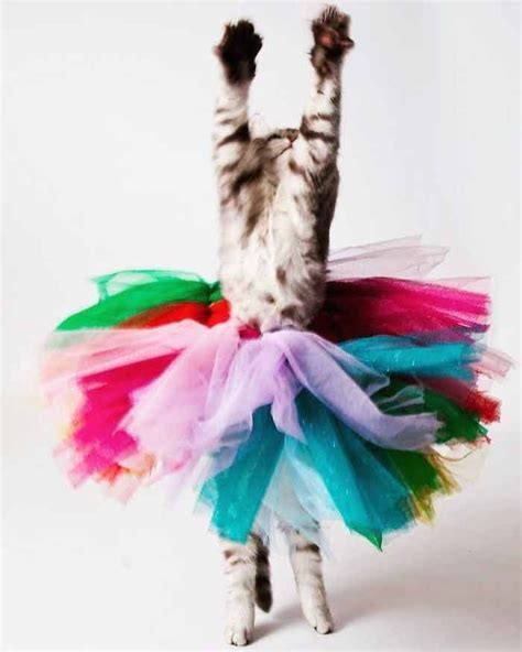 15 Of The Funniest Dancing Cat Pics Dancing Cat Cats And Kittens