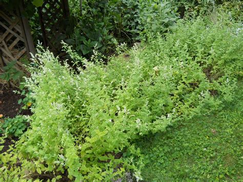Lemon Verbena Ladys Herb Garden Mint In Bloom