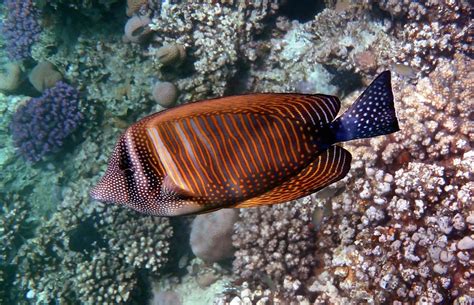 Maybe you would like to learn more about one of these? Red Sea Sailfin Tang 3 Photograph by Johanna Hurmerinta