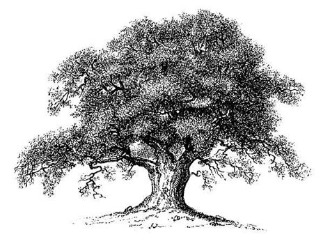 Oak Tree Vector Clipart 10 Free Cliparts Download Images On