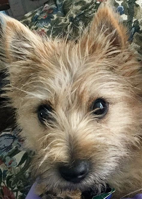 Pin By Debbie Hands On Cairn Terrier Photos Yorkshire Terrier Puppy