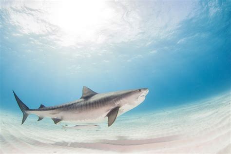 Why do they have such big brains? Tiger shark sex life fuels sustainability risk - UQ News ...