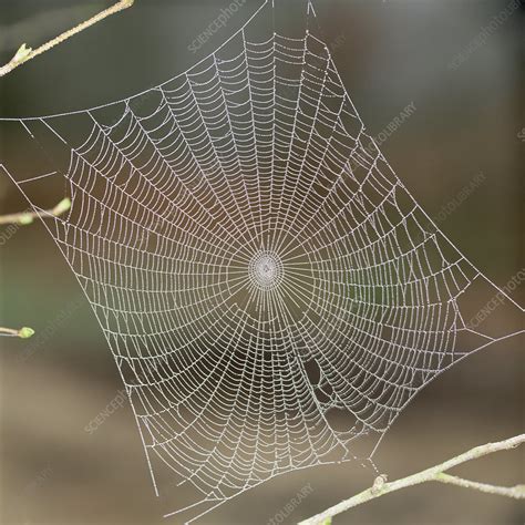 Spiders Web Covered In Morning Dew Stock Image F0232569 Science