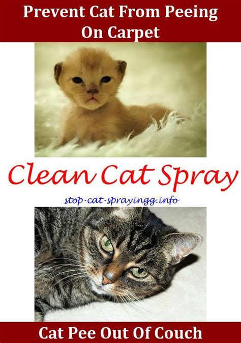 While this can be baffling, this is usually because their litter boxes are not enough to mask the scent of their excrement. Cat Peeing On Carpet Cat Pee Smell Removal Watches Cat ...