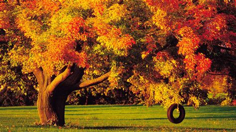 66 Autumn Trees Wallpaper On Wallpapersafari