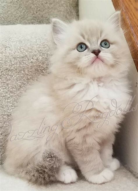 See color photos of ragdoll cats and ragdoll kittens with information on how to purchase your own ragdoll kitten or cat. Dazzling Ragdolls -Kittens - Nursery Page