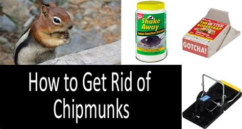 How To Get Rid Of Chipmunks The Best Traps And Repellents Review 2019