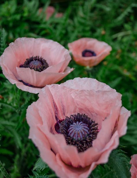 Poppies are herbaceous plants, often grown for their colourful flowers. Pin on Floral Love
