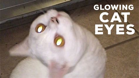 Love Those Glowing Cat Eyes Youtube