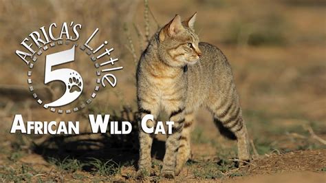 African Wild Cat Africas Little 5 Youtube