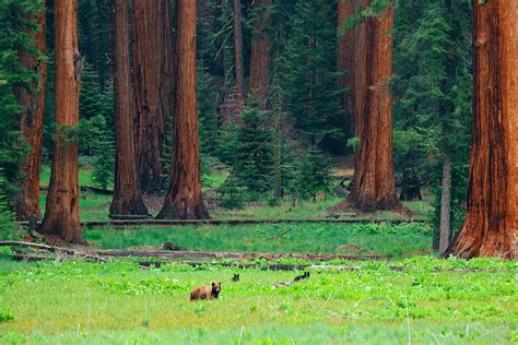 Bear In Sequoia National Park Photograph By Songquan Deng Fine Art