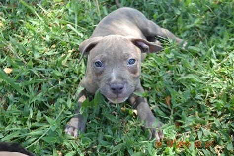 Blue Brindle Male Pitbull Puppy For Sale In Bellview