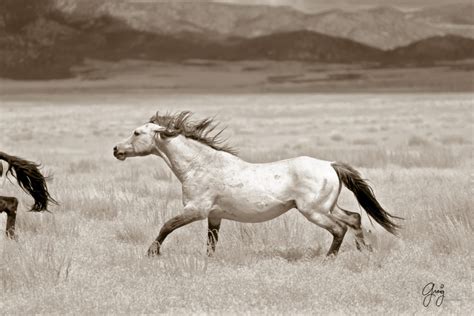 Photographs Of Onaqui Wild Horses In Utah Photography Of Wild Horses