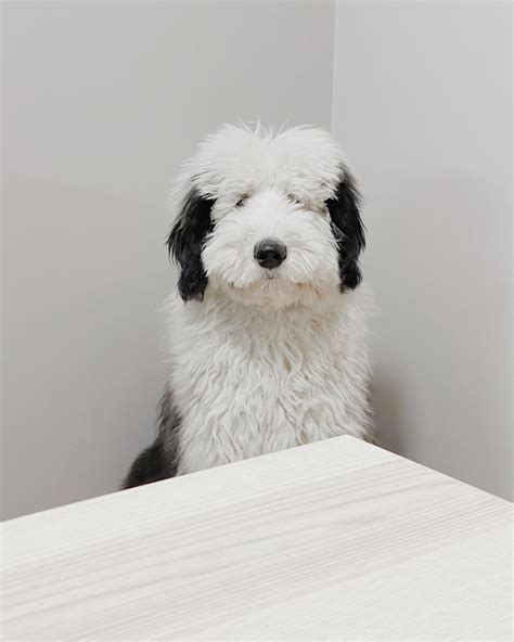 14 Amazing Facts About Old English Sheepdogs You Might Not Know Page