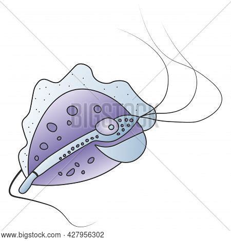 Purple Trichomonas Vector Photo Free Trial Bigstock