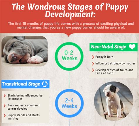 Check out the puppy development stages from birth to 2. The Different Stages of Puppy Development & Growth | PupBox