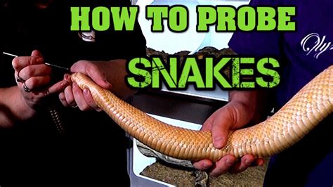 How To Probe A Snake Using Deadly Rattlesnakes Youtube