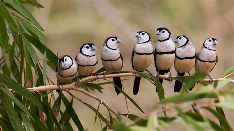 Barred Finches Bing Wallpaper Download