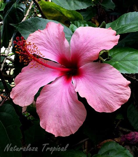 Otra opción para los meses de calor es plantarla con la maceta en el jardín, haciendo para ello un agujero lo suficientemente grande para que pueda caber. Hibiscos: un mundo de belleza por descubrir | Flores de hibisco, Flores chinas, Flores bonitas