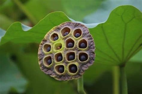 Where To Buy Lotus Seeds For Planting My Heart Lives Here