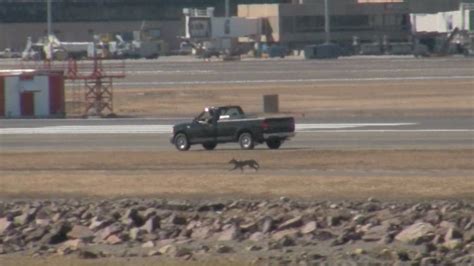 Coyote On The Runway At Boston Logan Youtube