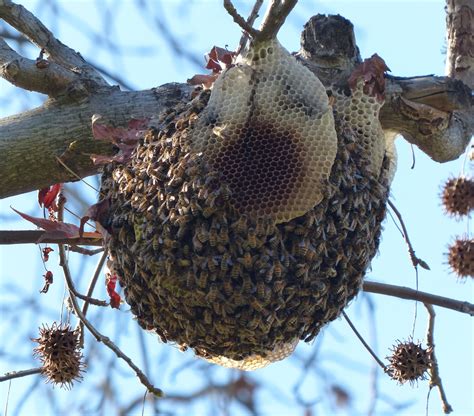 Native Bees Arroyos And Foothills Conservancy