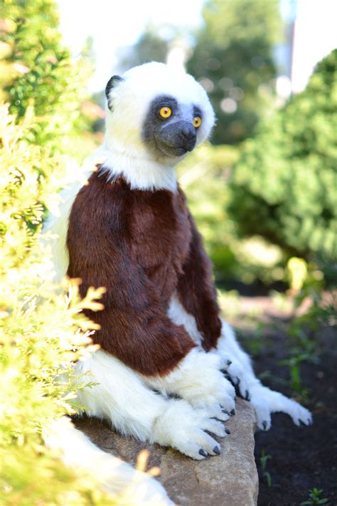 Coquerels Sifaka Made To Order Realistic Stuffed Animals Lemur