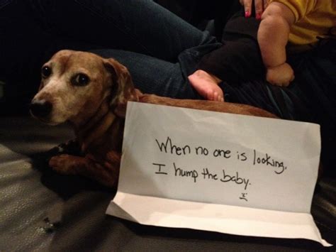 20 Of The Most Hilarious Dog Shaming Signs Page 5 Of 5
