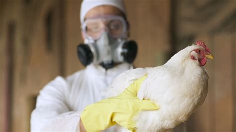 Inside Uks Largest Bird Flu Outbreak As 1m Culled After Biosecurity