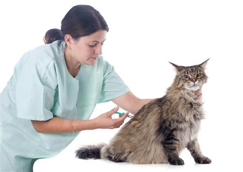 Risiken und nebenwirkungen des impfens von katzen. Maine-Coon-Katze impfen | Maine Coon-ABC.de