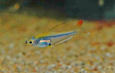 Das erste mal haben wir diesen zierlichen salmler auf. Trochilocharax ornatus Zarske, 2010 クリスタルレインボーテトラ - プラゼール ...