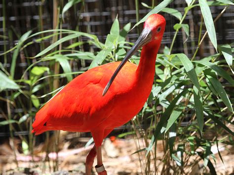 Scarlet Ibis Alexandria Zoo