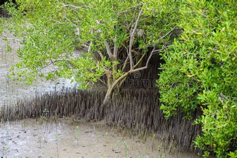 Mangrove Tree Rhizophora Mucronata Stock Photo Image Of Environment