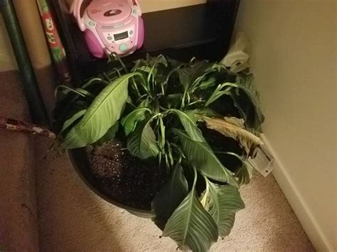 Oct 16, 2020 · there are quite a few techniques to water the peace lily. I have a peace lily that i cannot keep alive. Repotted and ...