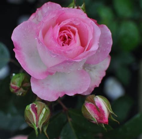 Mini Eden Rose Königs Rosen