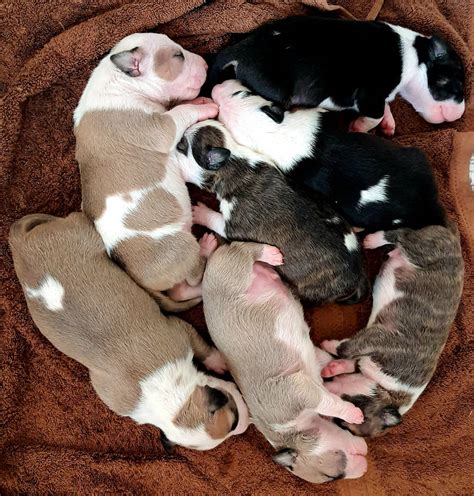Download Newborn Pitbull Puppies Wallpaper