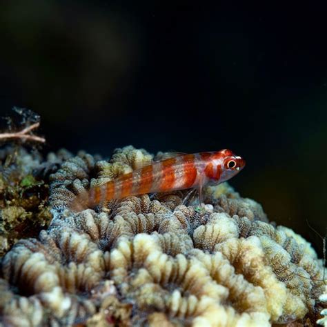 Candy Cane Nano Goby Rock N Critters