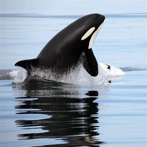Pilot Assessment Of Abundance And Distribution Of Killer Whales
