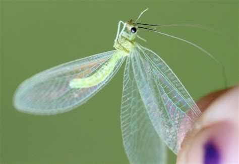 Green Lacewing Whats That Bug